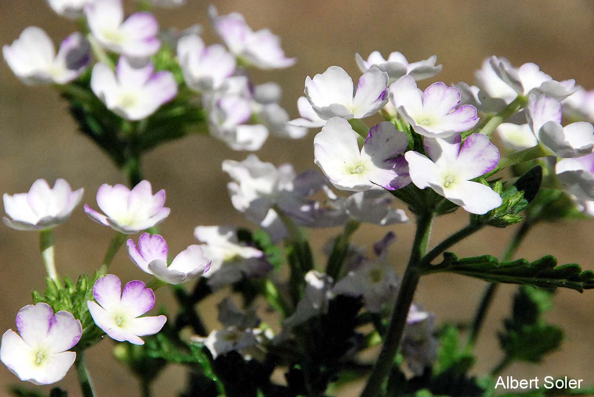 Fotos de flores Planta y flores