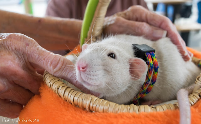 Oliver the Therapy Rat at Ridge Ferry Park for Compassionate Paws' Birthday