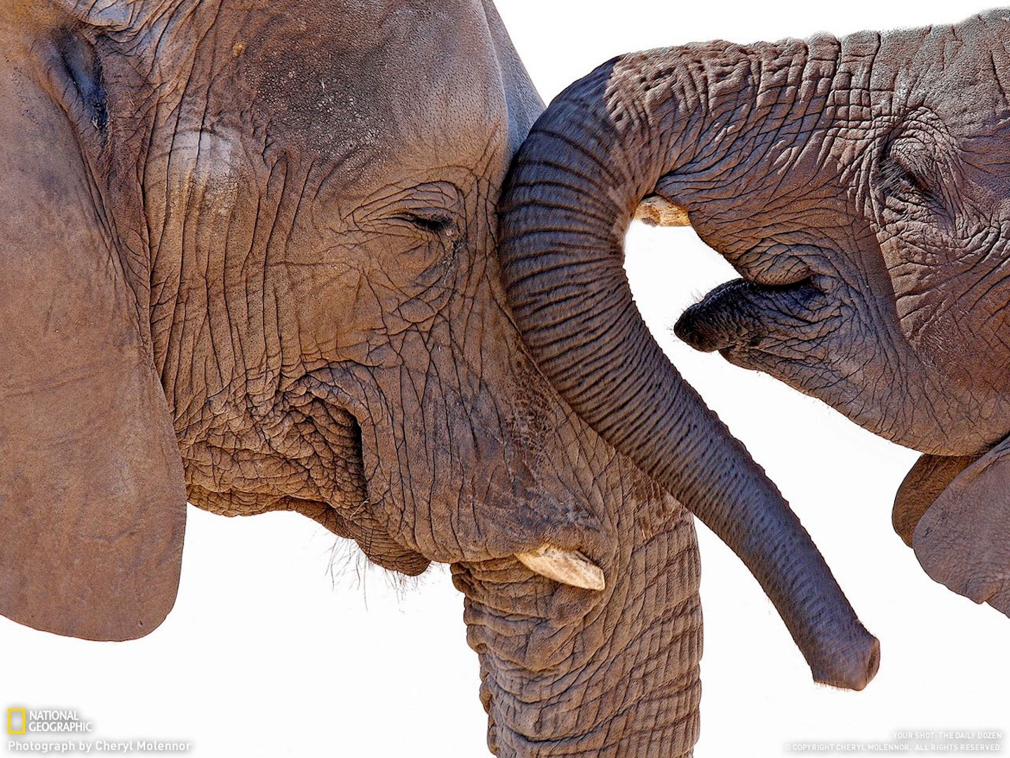 Слоновый язык. Слон. Слоны обнимаются. Слон фото. Влюбленные слоны.