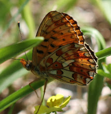 Pearl-bordered Fritillary