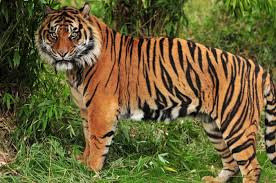 Phantera tigris