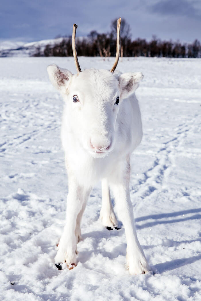 Enchanting Pictures Of Extremely Rare White Baby Reindeer In Oslo, Norway