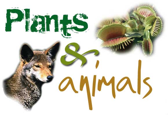 Zvierata a rastliny