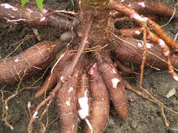 Pokok pengganti singkong umbi dimanfaatkan karena sebagai sering makanan Umbi singkong