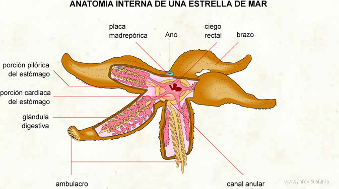 estrellas de mar: Morfología de la estrella de mar bat skeleton diagram labels 