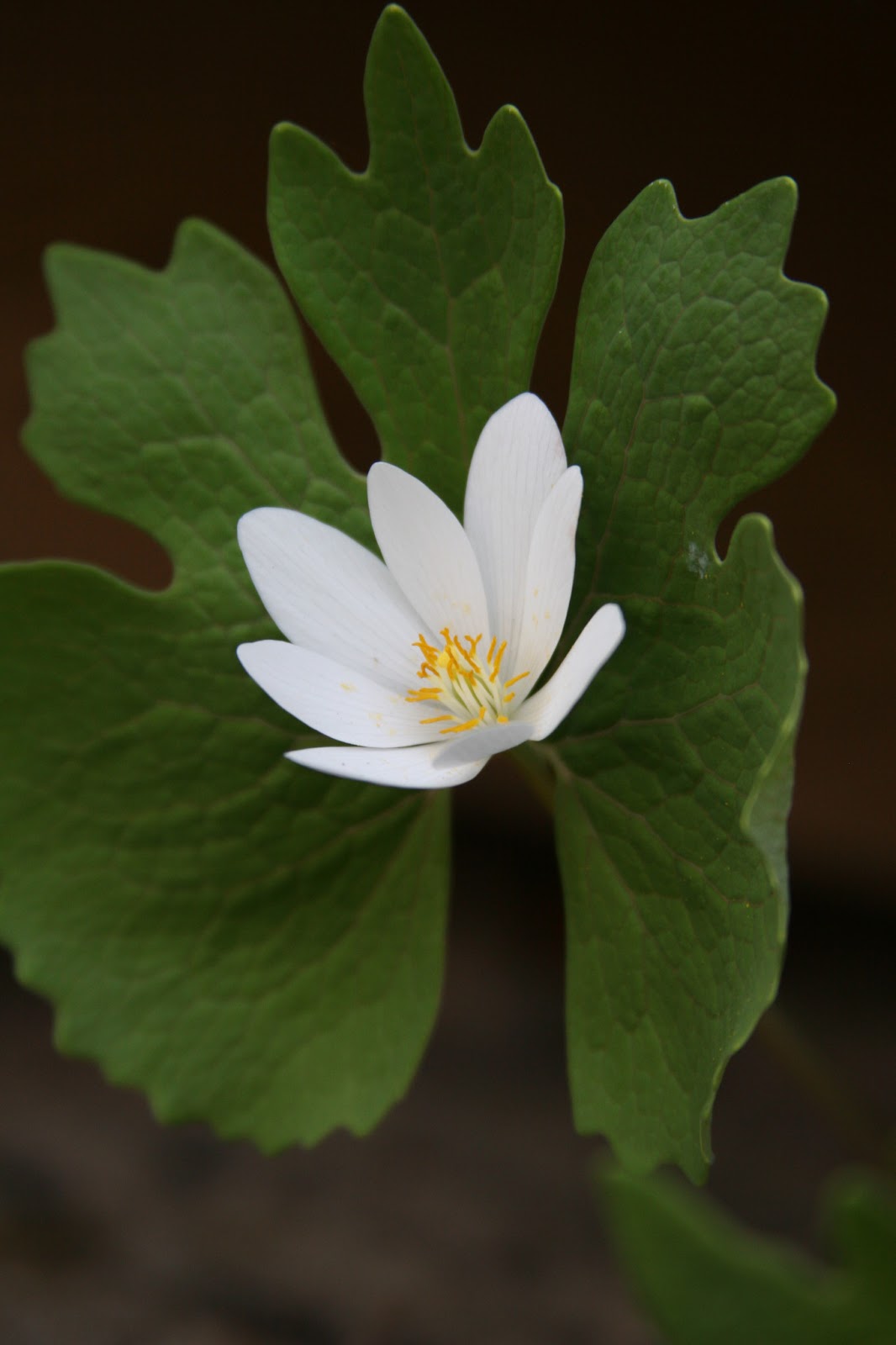 bloodroot flower native species profile plants surrounded leaf its