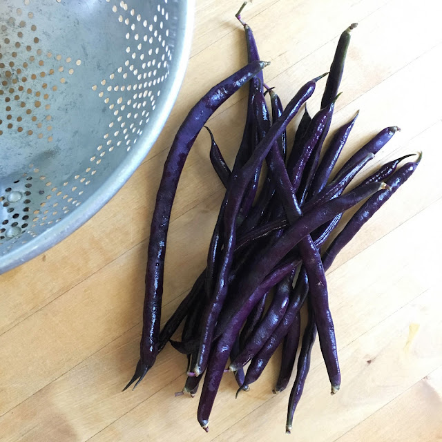Trionfo Violetto Pole Beans, purple beans, pole beans, garden harvest, Anne Butera, My Giant Strawberry