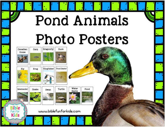 God Makes the Pond Animals: Geese | Bible Fun For Kids