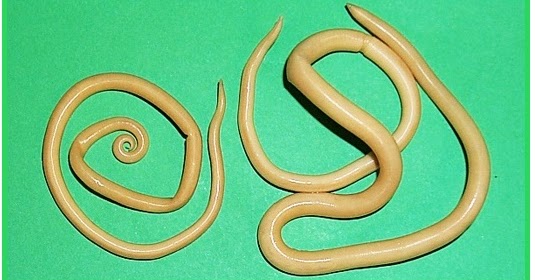 Lombriga da fertilidade? - Saber Atualizado