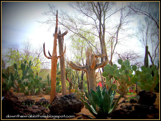 Ethel M cactus garden