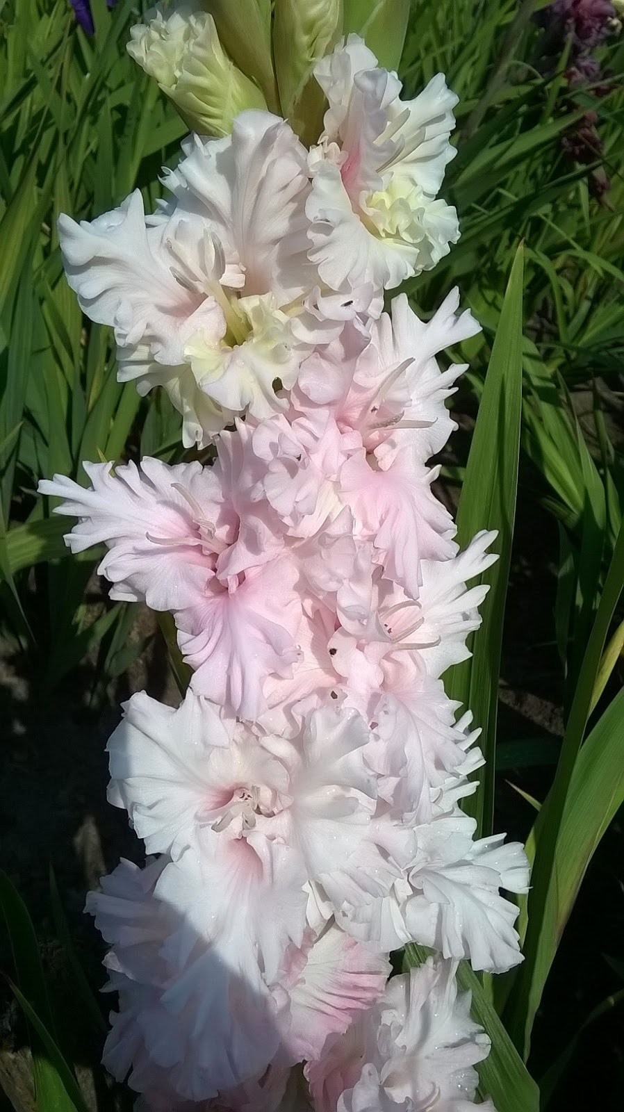 ЧУДЕСНЫЕ ГЛАДИОЛУСЫ