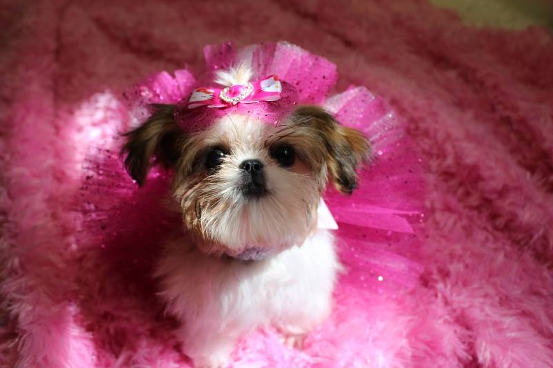 Small Dogs For Sale Edmonton Small Dogs For Sale Edmonton