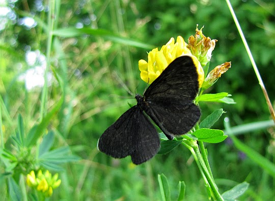 Biesek murzynek (Odezia atrata)