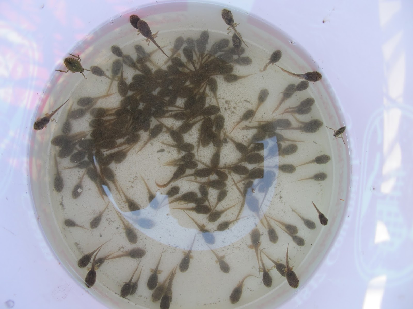 Blue Jay Barrens Treefrog Tadpole Rescue