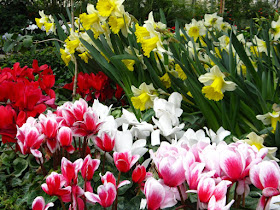 Allan Gardens Conservatory Spring Flower Show 2012 white daffodils and pink cyclamen by garden muses: a Toronto gardening blog