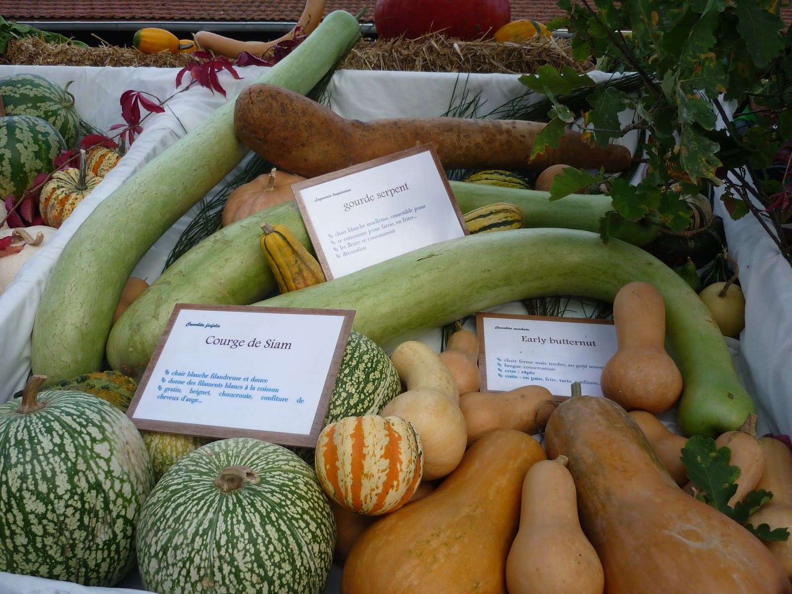 Fete De La Courge Sainghin En Melantois