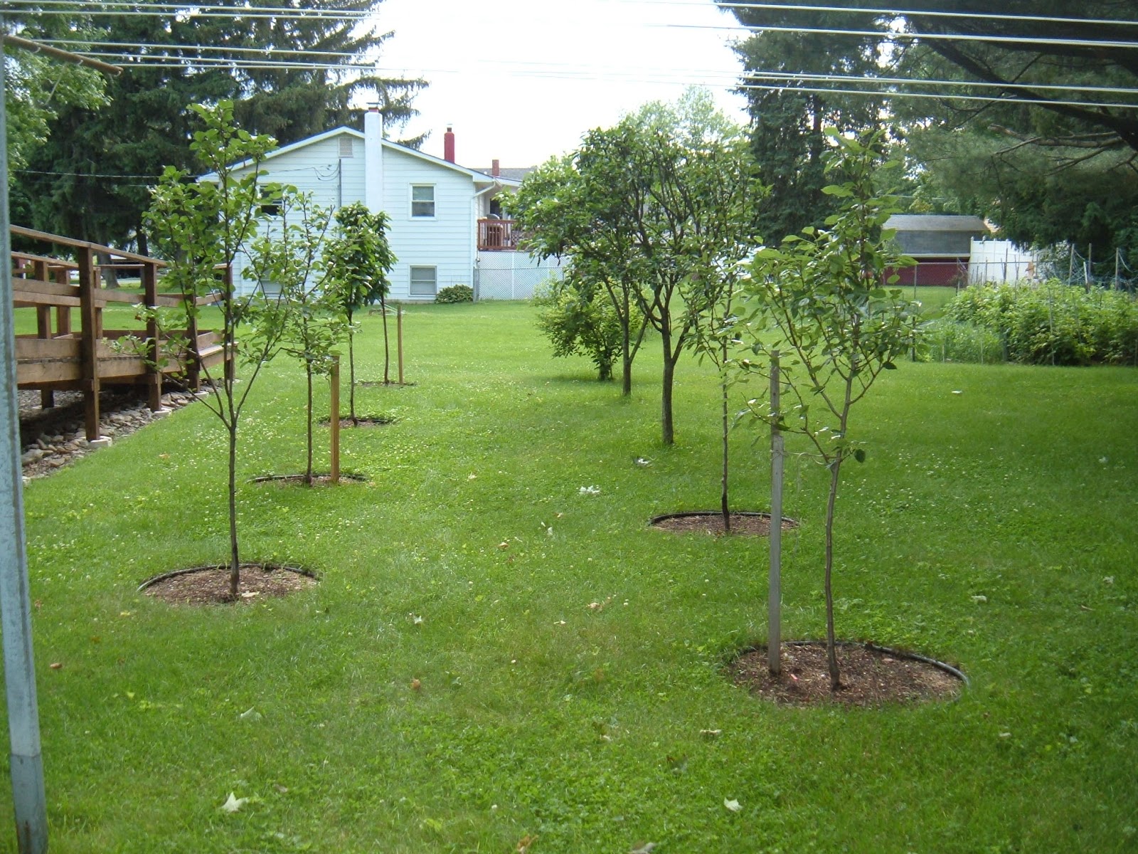 Spacing For Semi Dwarf Fruit Trees