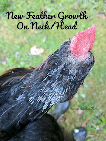 molting hens do not lay eggs.