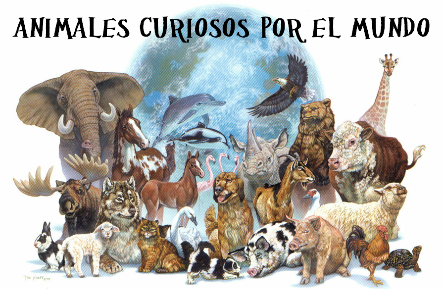 Animales curiosos por el mundo