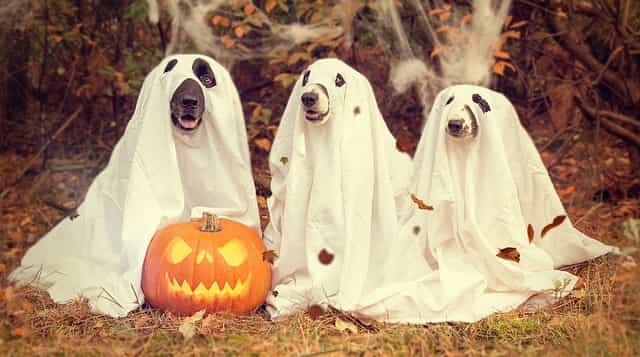 dogs in ghost costumes for Halloween