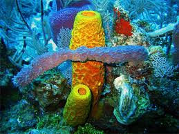 51 Contoh Gambar Hewan Filum Porifera Gratis