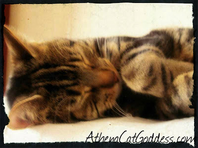 Athena Cat Goddess sleeping