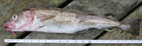 Bottom-dwelling starving Cod