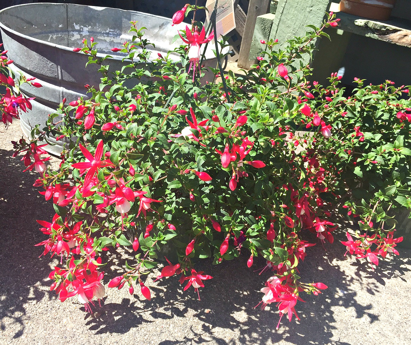 Fuchsias, Creeping Jenny &amp; Galvanized Pail Planters