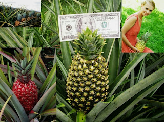 Pineapple Farming Tips For Business