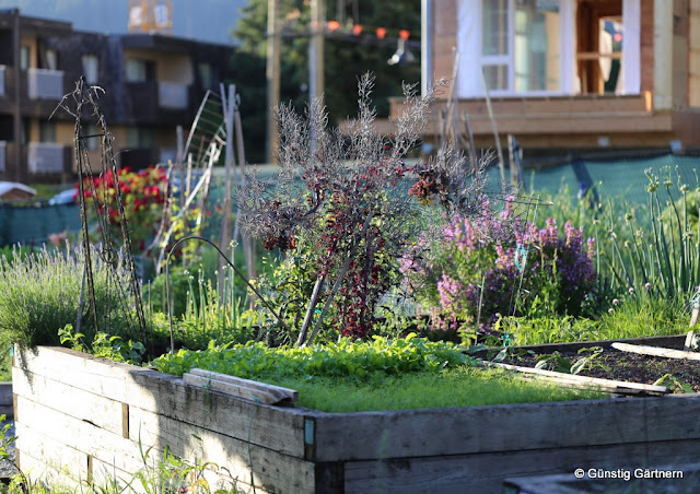 Günstig gärtnern Quadratisch und praktisch
