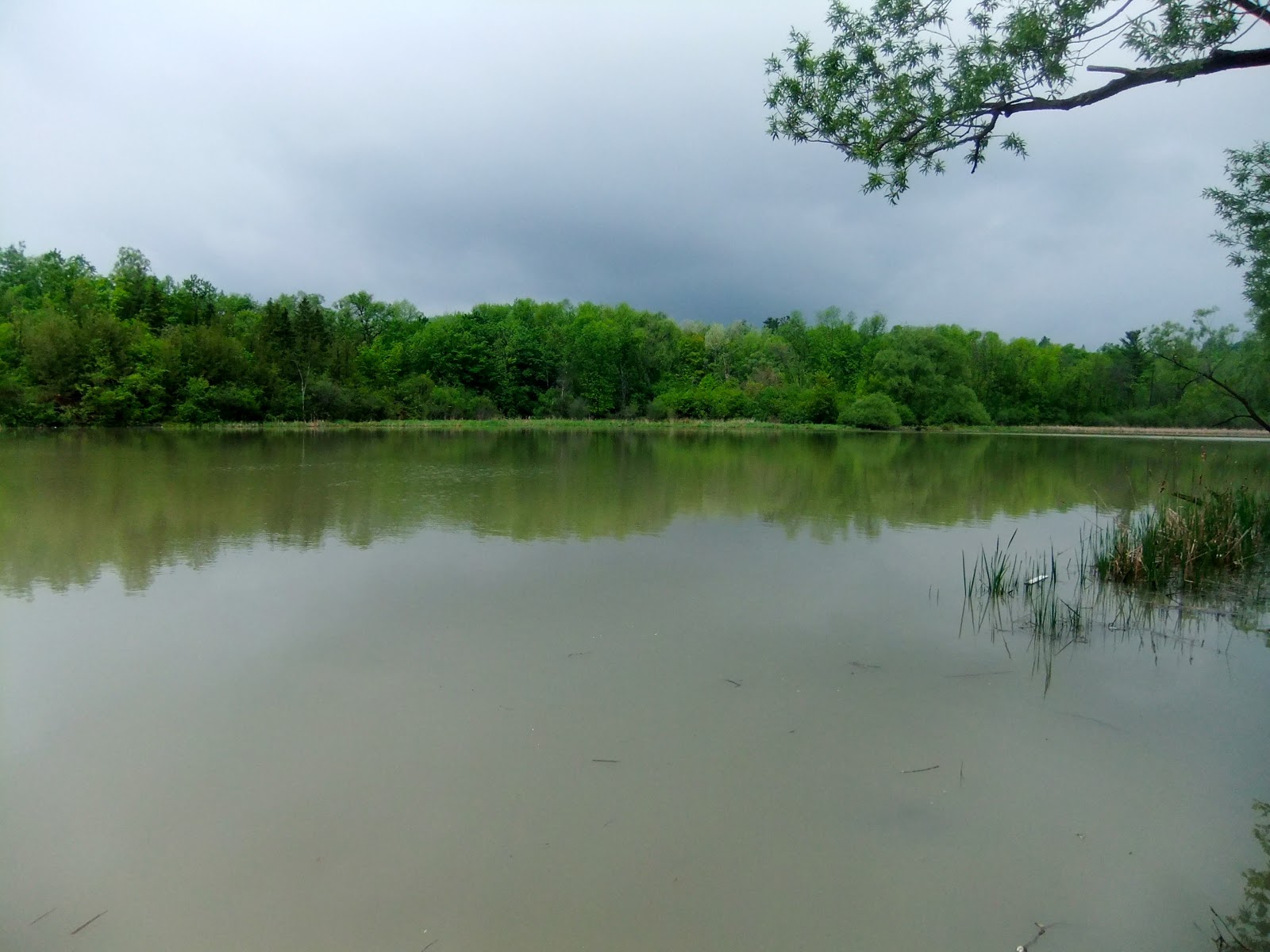 Libellules de Gatineau Lac des Fées