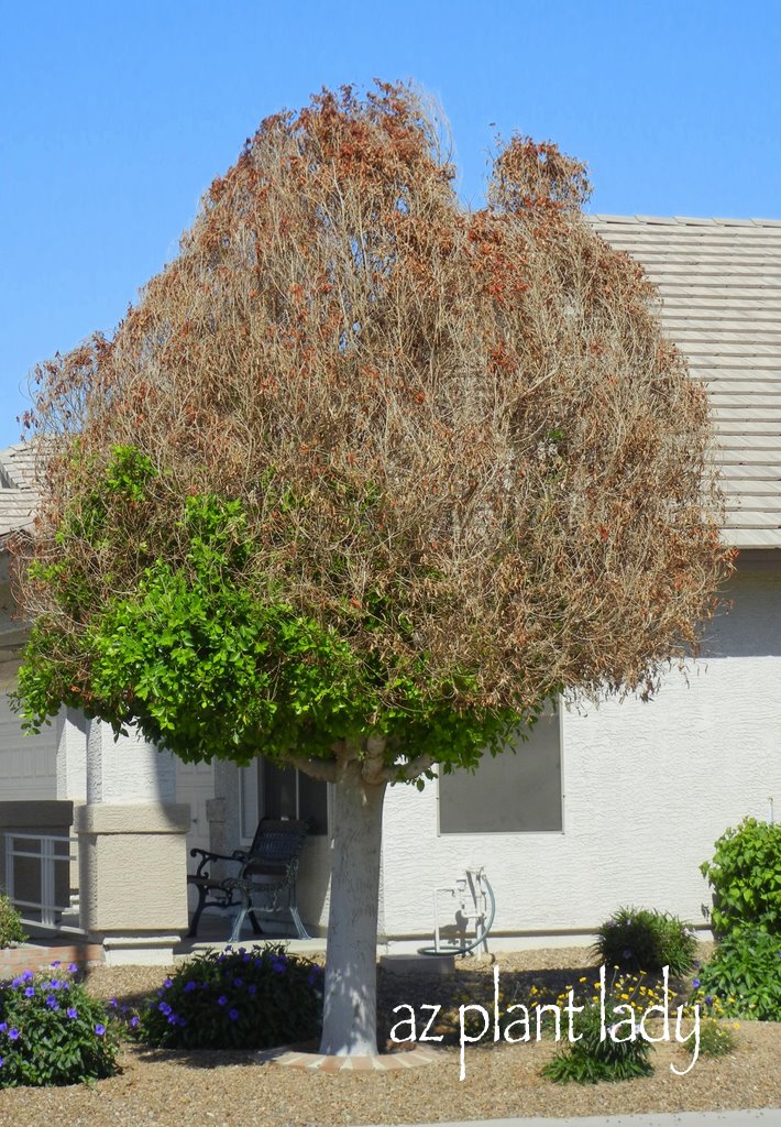 20 Of The Best Plants For Shade Install It Direct