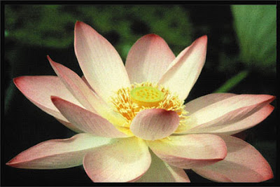 closeup of lotus in bloom