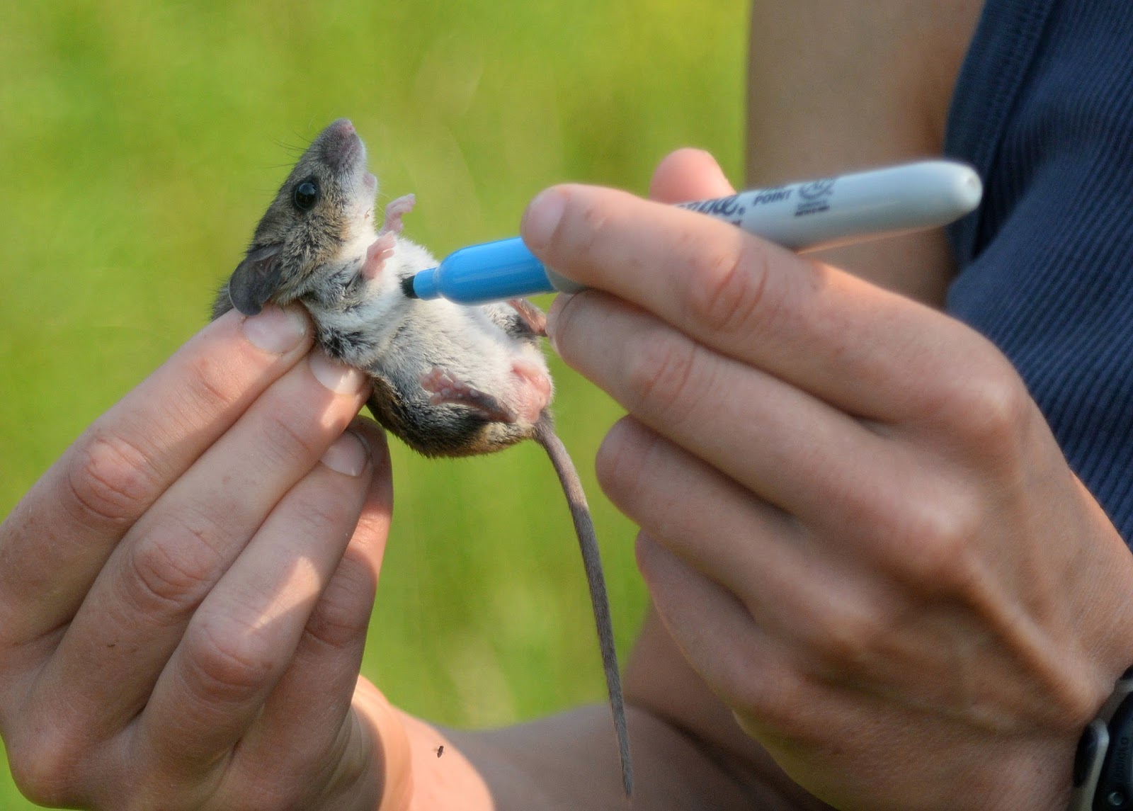 Backyard Beasts Small Mammal Trapping Techniques for safe capture