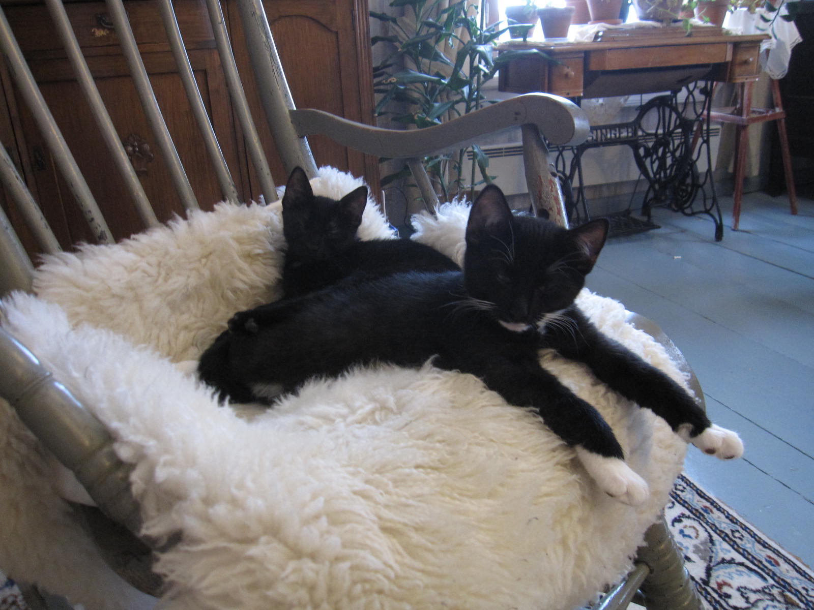 villi musta Afrikkalainen suku puoli