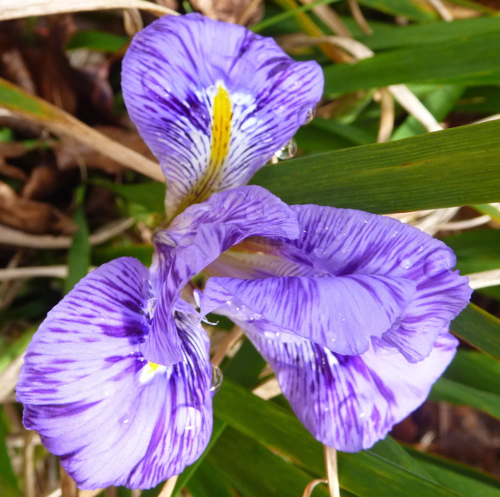 ирис бородатый тонбёрд. ирис бородатый баллиху. ирис foreigner. ирис gitano (гитано) кеппел 08 (162). космические ирисы букет.