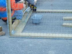 predator chicken coop proof build