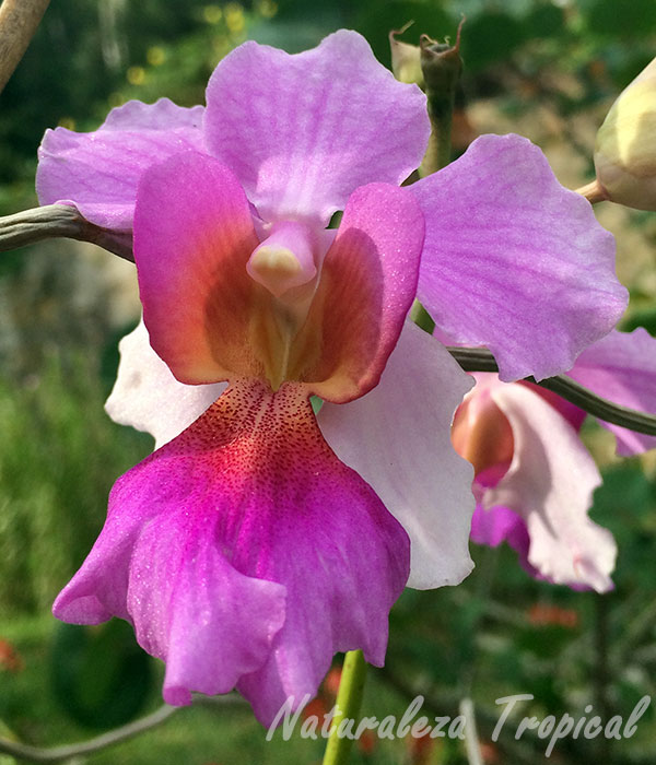 Otra especie de Vanda en un jardín