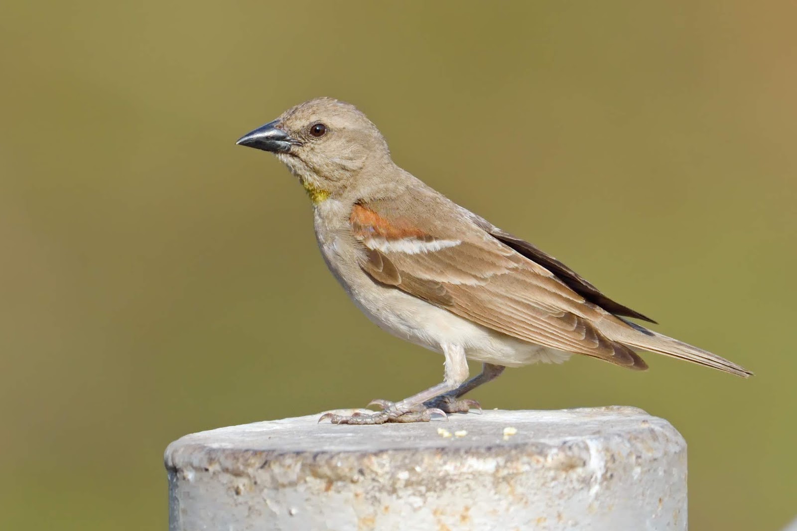 Birding and Photography Blog By Ritesh. Yellow throated sparrow near