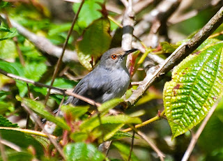 Long-Billed Tailorbird