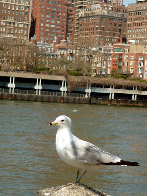 funivia roosevelt island