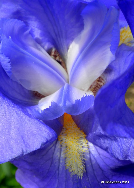 kinexxions: An Iris from the Pioneer Garden