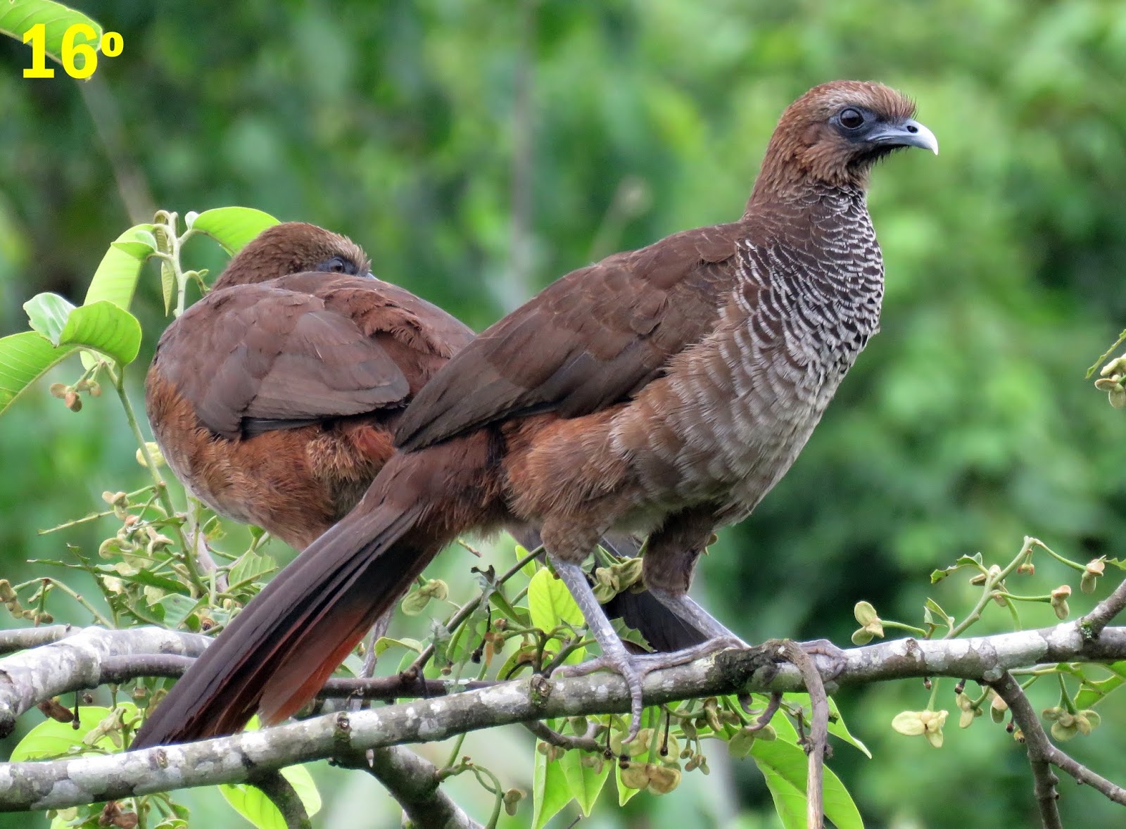 COAMA Clube dos Observadores de Aves da Mata Atlântica Joinville