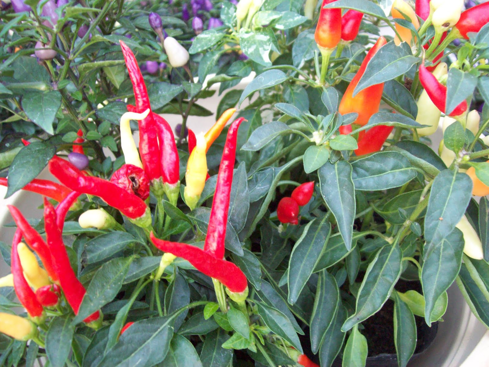 ALL ABOUT JAPAN Dariku khusus untukmu sahabatku.... The Colorful of