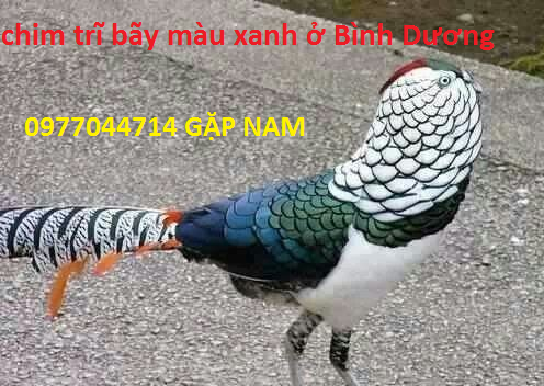 Bán chim trĩ bãy màu xanh ở Bình Dương