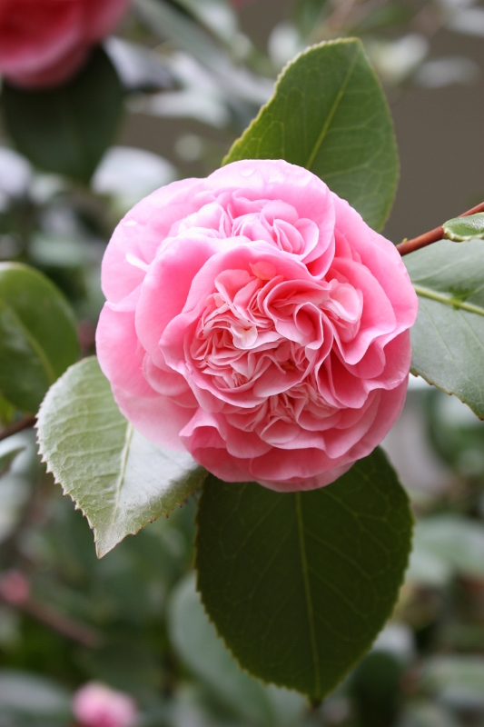 Alice Jean S Old Fashioned Flower Of The Season Winter 2017 Old Fashioned Flower Of The Season Winter 2017
