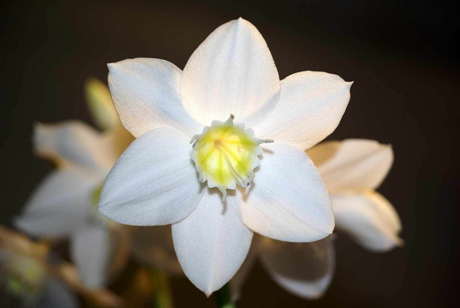 Amazon Lily Flowers