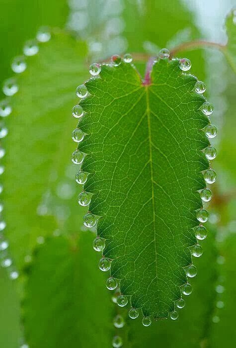 Dew drop necklace on a leaf