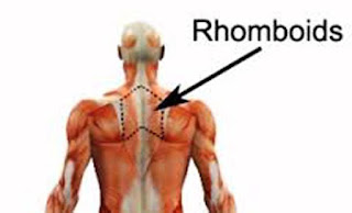 Melatih Otot Rhomboid