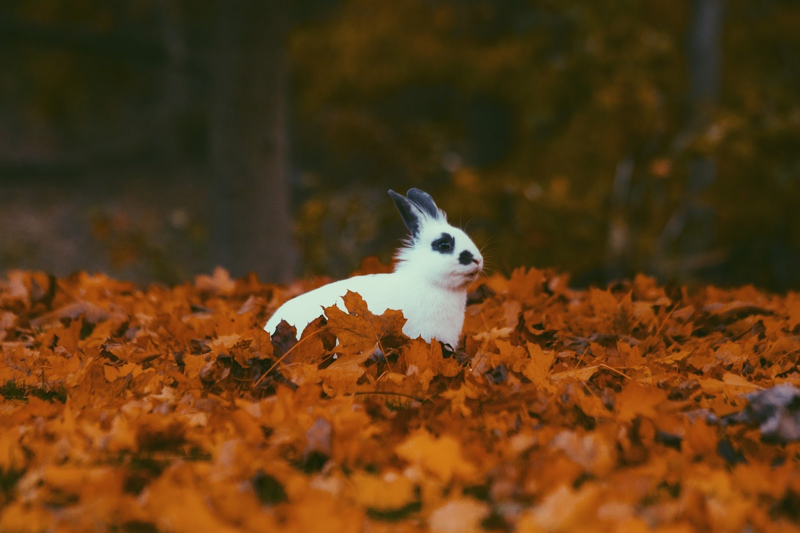 White Rabbit Sitting in Autumn Leaves Photography